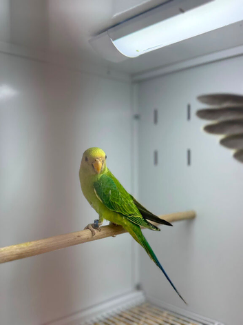 Plum headed parrot