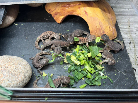 Uromastyx nigraventris