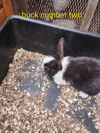 Baby Dutch rabbits