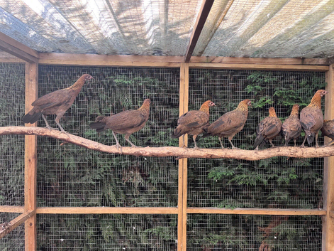 Red jungle fowl
