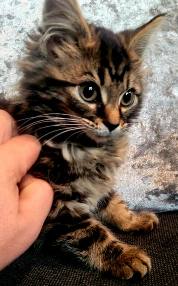 Beautiful  3/4 Maine Coon  little tabby very fluffy kitten