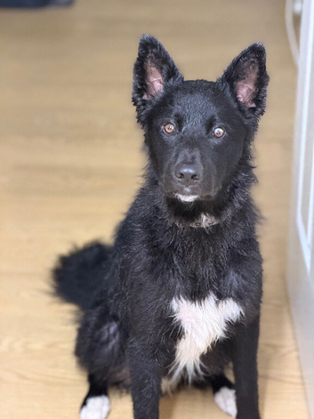 Border collie cross shepsky