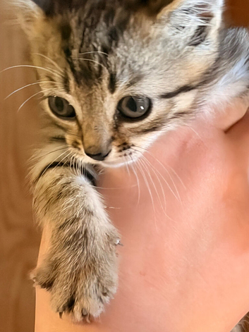 Beautiful Persian cross kittens