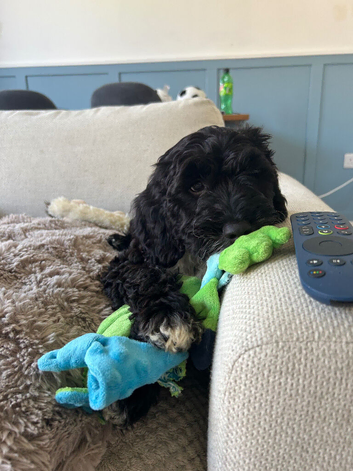 13 week old cockapoo