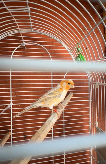 Canaries