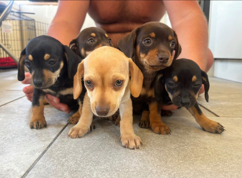 DAUSCHOUNDS PUPPIES READY 30TH AUGUST