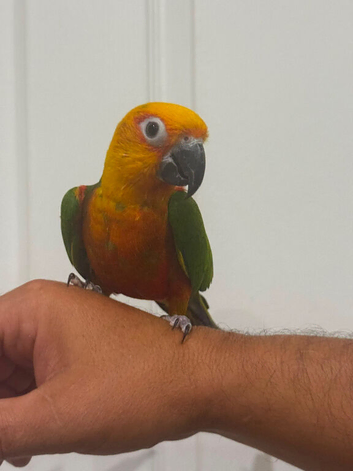 Jenaday conure hand tame