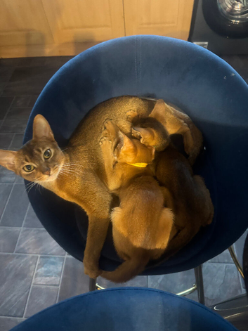 Abyssian kittens for sale