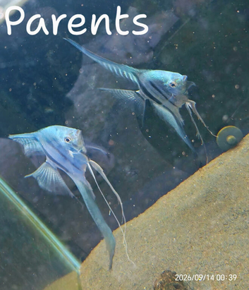 Blue Zebra Veiltail Angels &pound;5 each, 3 for &pound;10