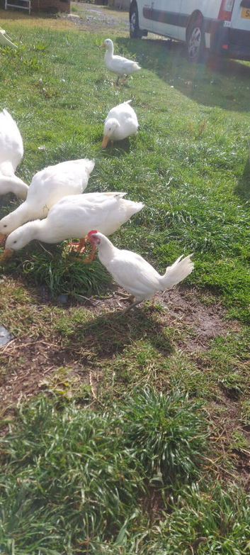 Irish Game Bird Cockerel