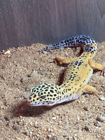 Female leopard hello