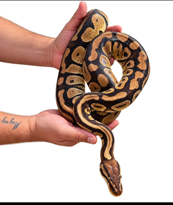 Pastel 100% het lavender albino female Proven breeder ball python