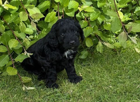 STUNNING SPROODLE PUPPIES (BOYS)