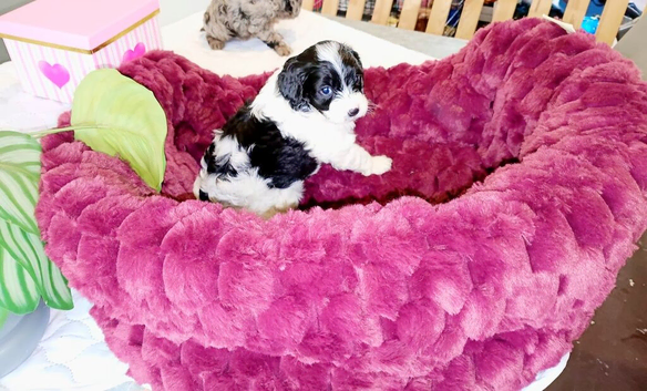 Toy cavappo Puppies
