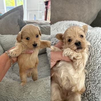 Maltipoo Puppies