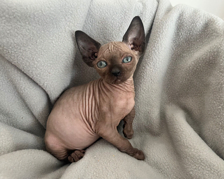1 Left Sphynx kitten's
