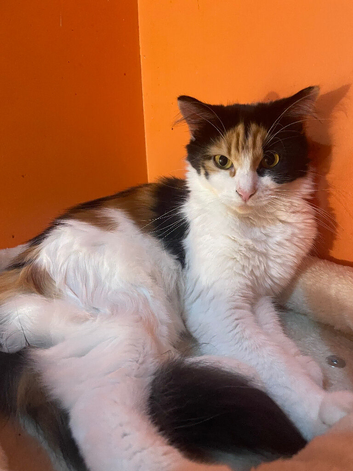 Beautiful 2y old norwegian forest mix breed female cat