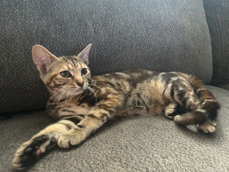 4 bengal cross kittens
