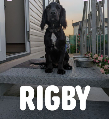 KC registered cocker spaniel stud
