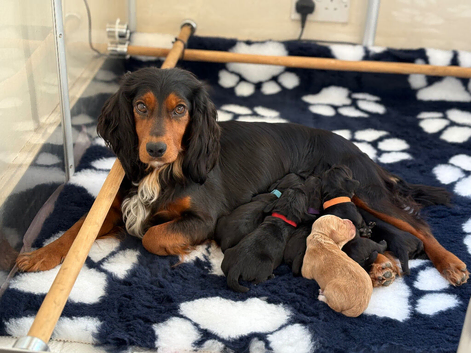 Ready to Leave KC Registered Cocker Spaniel Puppy For Sale