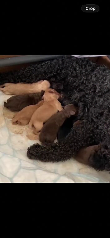 Beautiful pups for sale