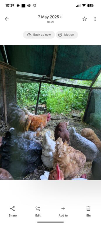 Buff orpinton Cockerel