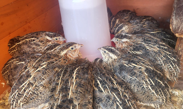 Coturnix quail 2 female/ 1 male