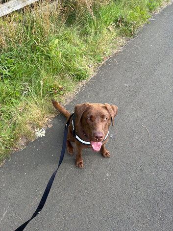 10 months chocolate Labrador