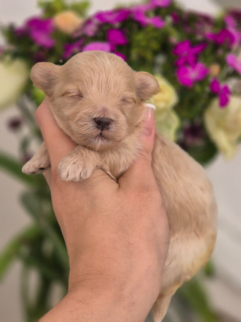 Maltipoo Puppies