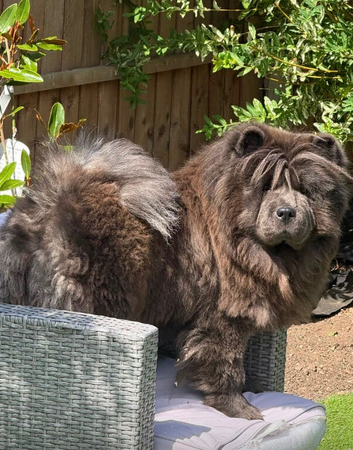 Chow chow