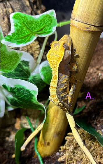 CB26 Unsexed Crested Geckos