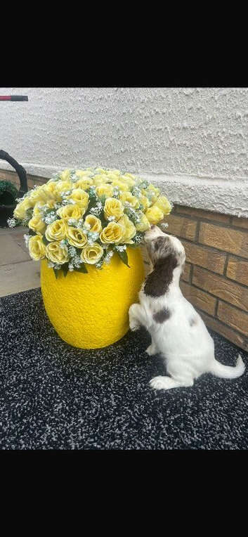 Cocker spaniel female puppy