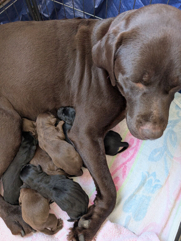 Beautiful puppies