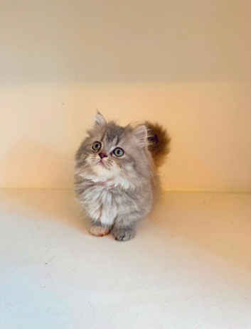 REDUCED Rare Munchkin Minuet (Persian Munchkin) Kittens
