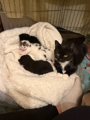4x Kittens
