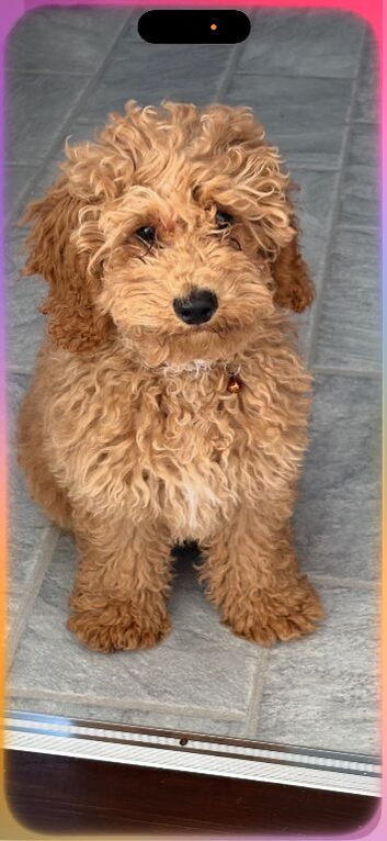 Maltipoo 8 months old.