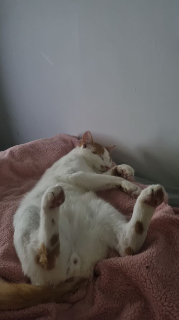 Beautiful male ginger boy in urgent need of rehoming!