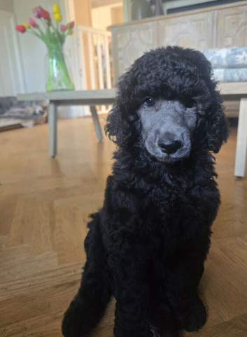 Silver Standard Poodle