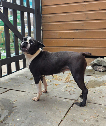 Adult boston