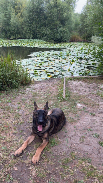 Beautiful 6-Month-Old German Shepherd - Looking for His Forever Home