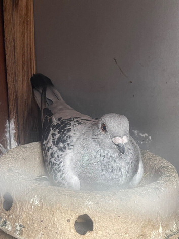 Pair of birds for sale
