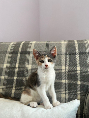 Kittens ready to leave for their new home
