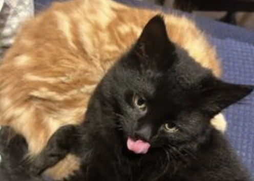 Needs urgent rehoming!! Kitten and mum doesn&rsquo;t need to go together