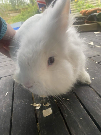 1.5 Year Old Male Lionhead Rabbit