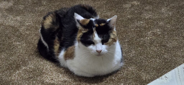 Female cat
