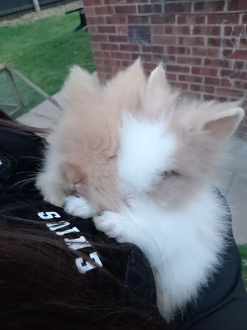 7wk lionhead bucks ready now