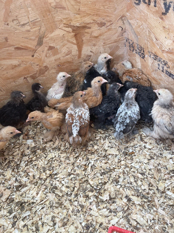 Pekin bantam chicks