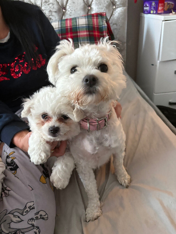Bichon Frise - 1 Male Puppy (8 Weeks) Ready Now - &pound;800