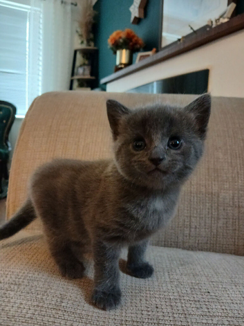 Grey Kitten ready to go