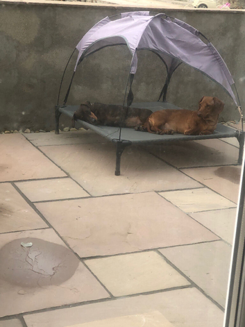 Slightly Older Girls looking for retirement homes